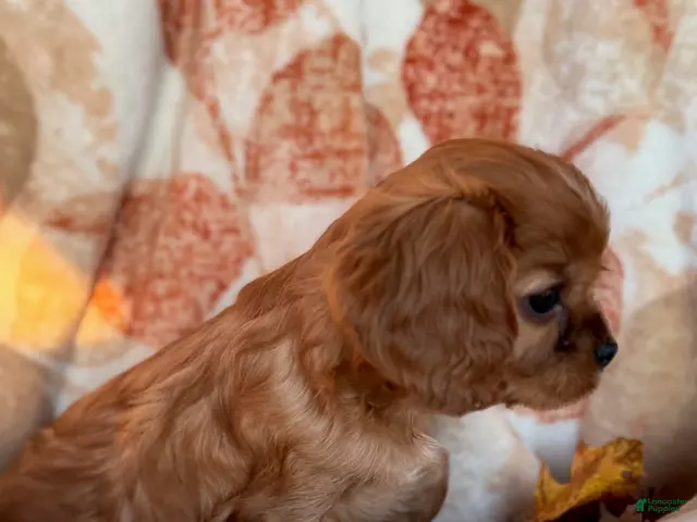 Cavalier King Charles Spaniel dogs for sale: Sunny Cavalier King Charles Spaniel - Ad 2