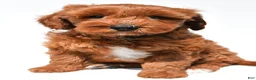 Mini Goldendoodle dogs for sale: Avery - Ad 1