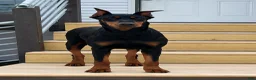 Doberman Pinscher dogs for sale: Doberman Pinscher 3 - Ad 3