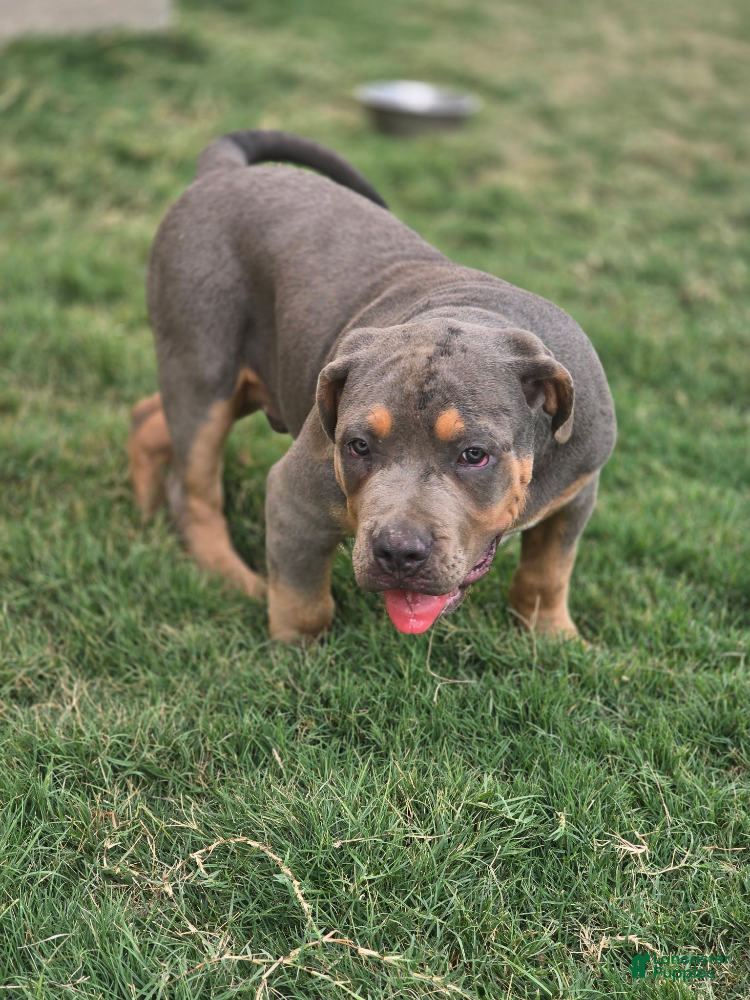 American Bully dogs for sale: Manitou "Mani" - Ad 1