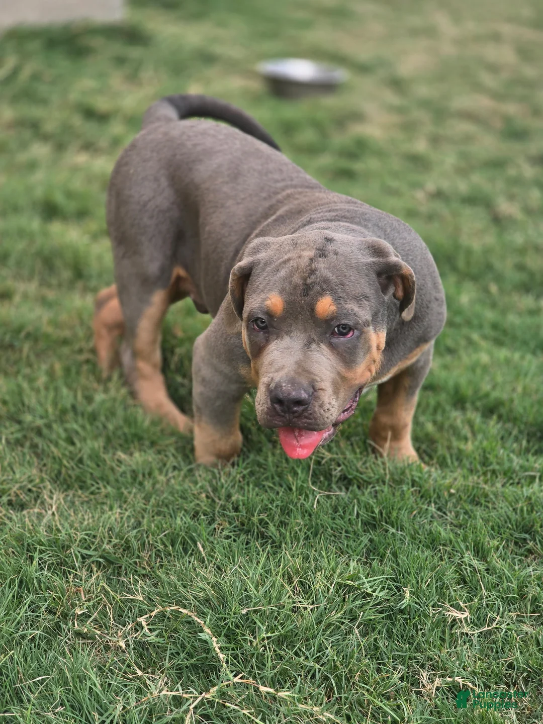 American Bully dogs for sale: Manitou "Mani" - Ad 1