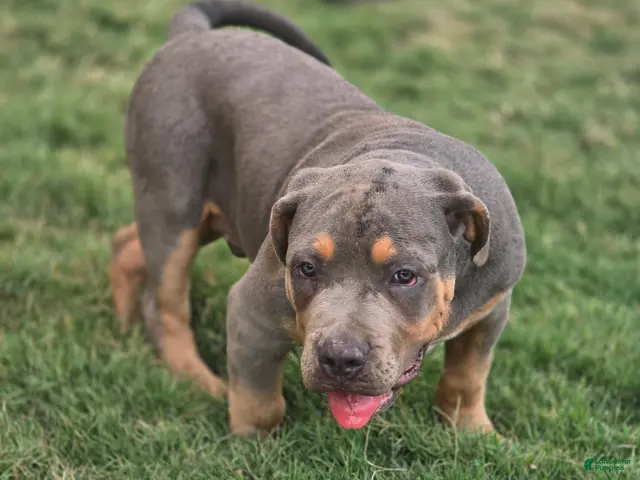 American Bully dogs for sale: Manitou "Mani" - Ad 1