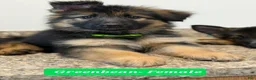 German Shepherd dogs for sale: Green Beanie - Ad 3