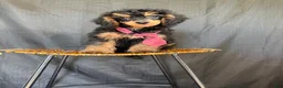 Miniature Poodle dogs for sale: Akc 🧬 Tested Clear Mini poodle Boy - Ad 4