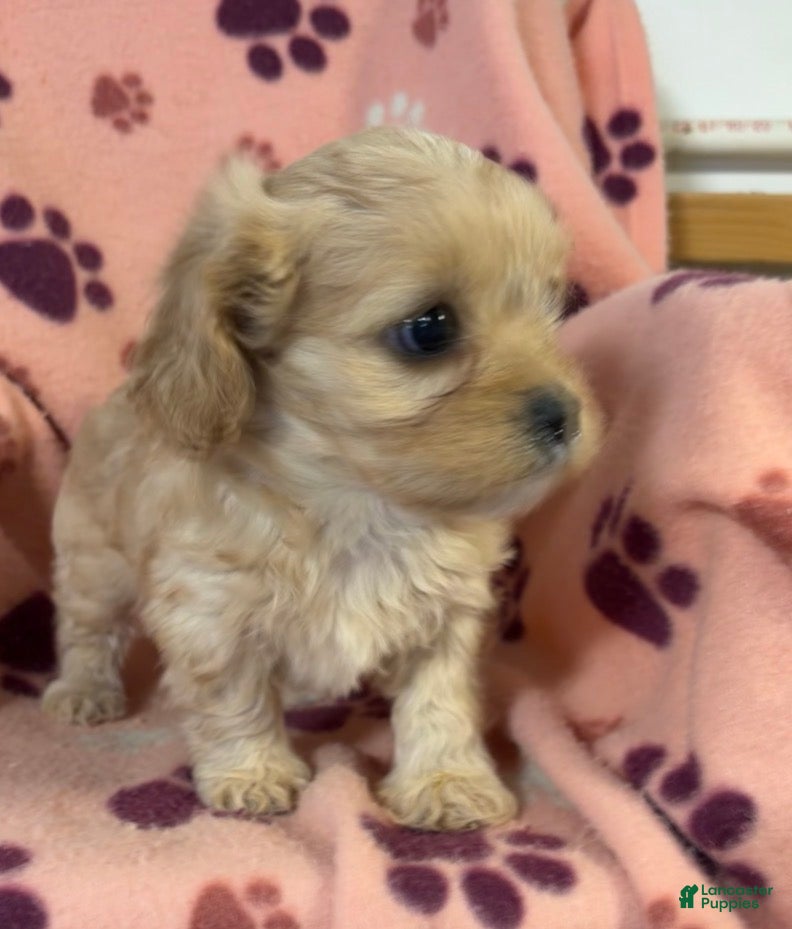 Cavapoo dogs Cavapoo Puppy 2 - Ad 2