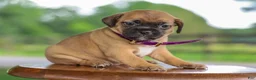 Jug dogs for sale: Zipporah Jug Puppy - Ad 4
