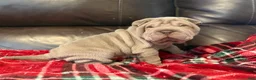Shar Pei dogs for sale: Diana - Ad 4