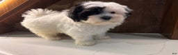 Morkie dogs for sale: Jasmine - Ad 3