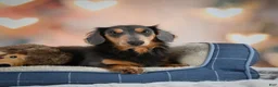 Dachshund dogs for sale: Brielle (AKC) - Ad 6