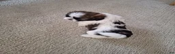 Shih Tzu dogs for sale: Bella - Ad 3