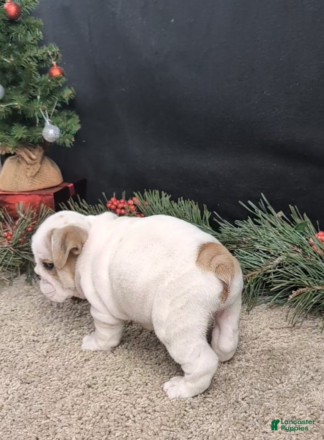 English Bulldog dogs for sale: Frosty  - Ad 4