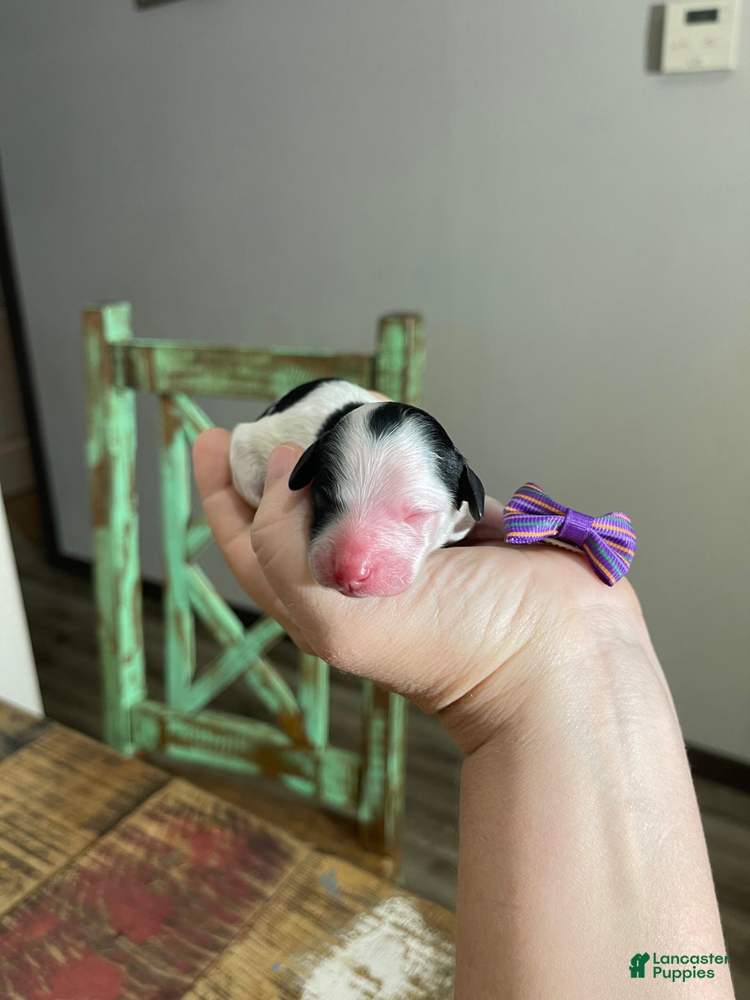 Miniature Poodle dogs for sale: Akc Clear Purple Bow - Ad 12