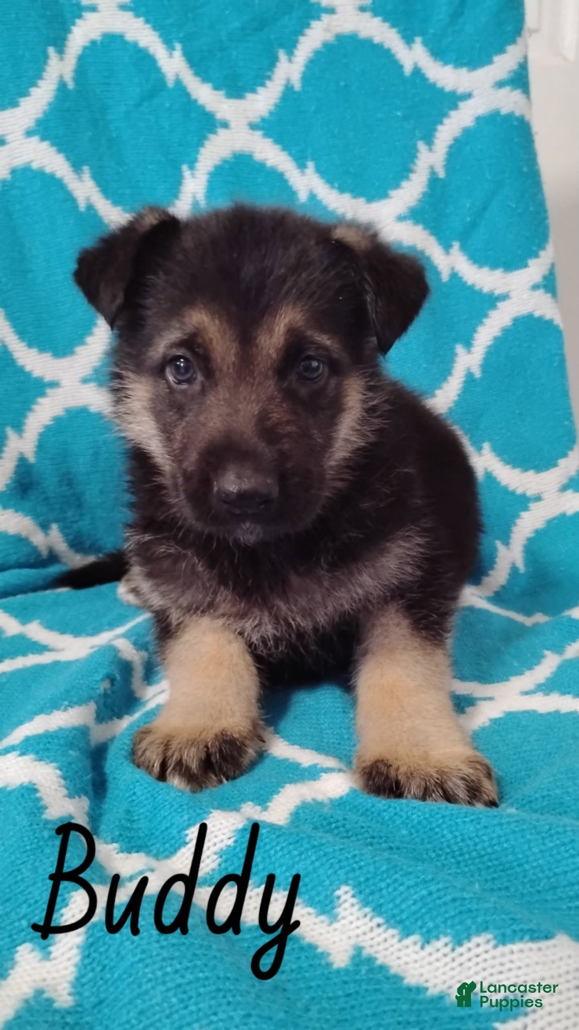 German Shepherd dogs Buddy - Ad 36