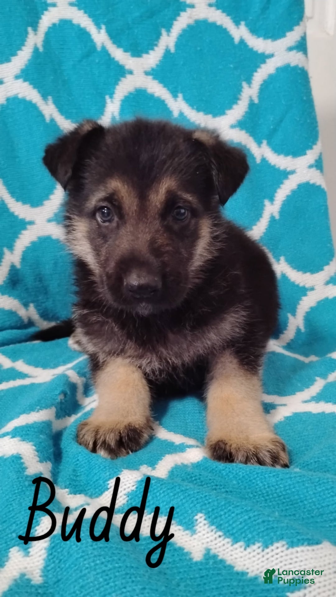 German Shepherd dogs for sale: Buddy - Ad 1