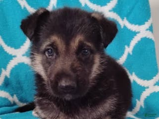 German Shepherd dogs Buddy - Ad 36