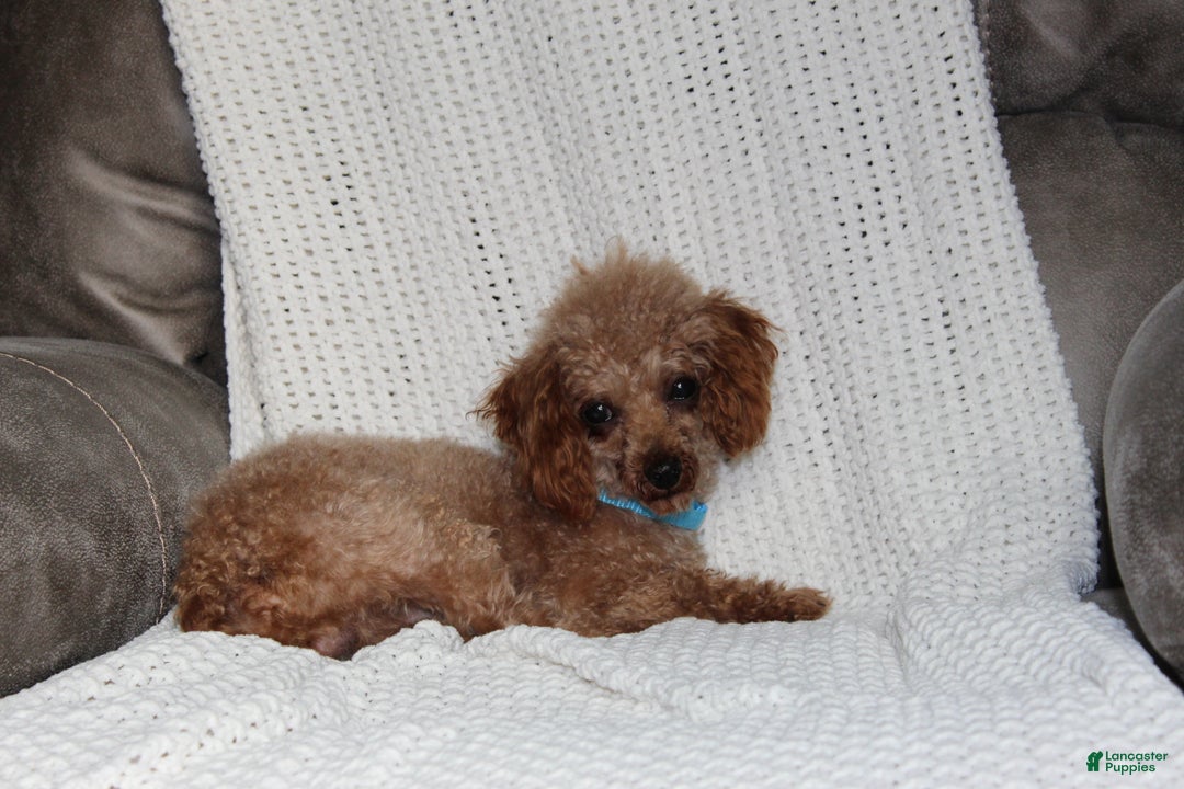 Cavapoochon dogs for sale: Milo - Ad 12