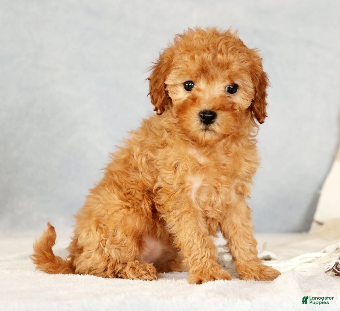 Cavapoo dogs for sale: Astrid - Ad 2