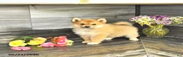 Pomsky dogs for sale: Jewelz - Ad 2