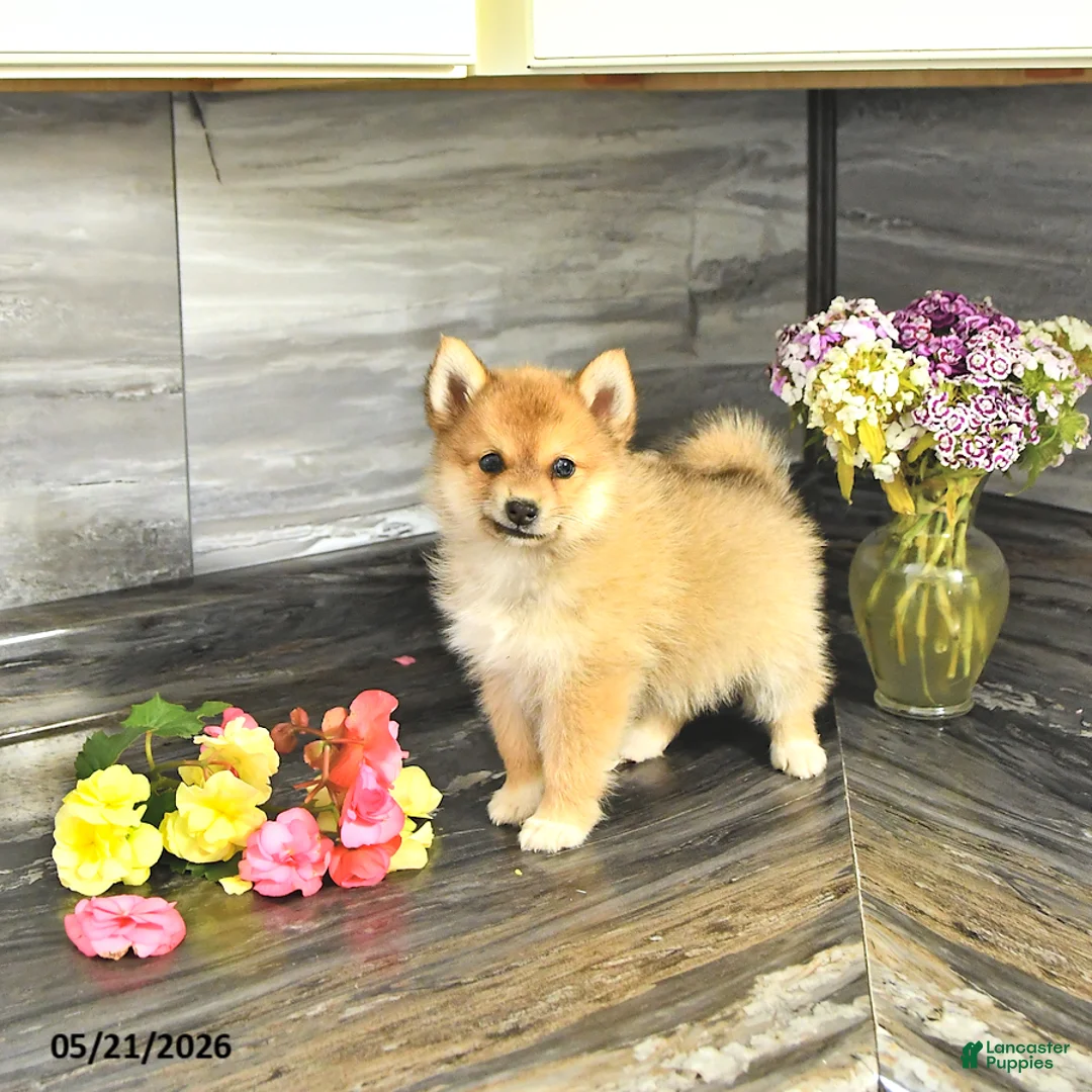 Pomsky dogs for sale: Jewelz - Ad 2