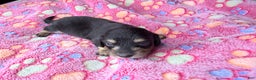 Miniature Dachshund dogs for sale: Cream - Ad 37