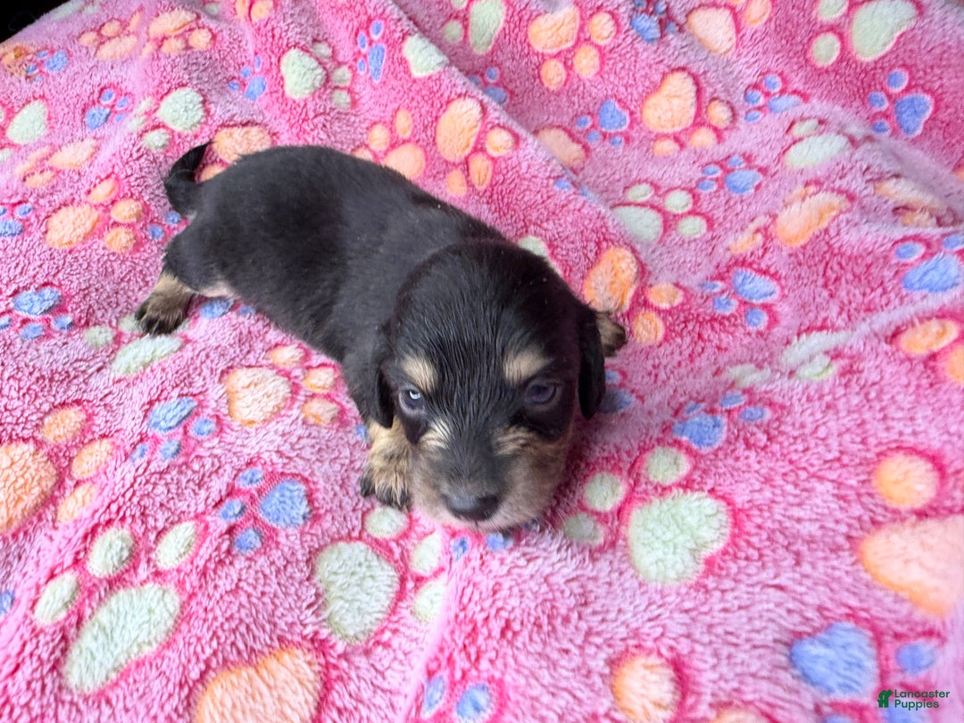 Miniature Dachshund dogs for sale: Cream - Ad 37