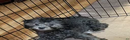 Shihpoo dogs for sale: Shihpoo 3 - Ad 3