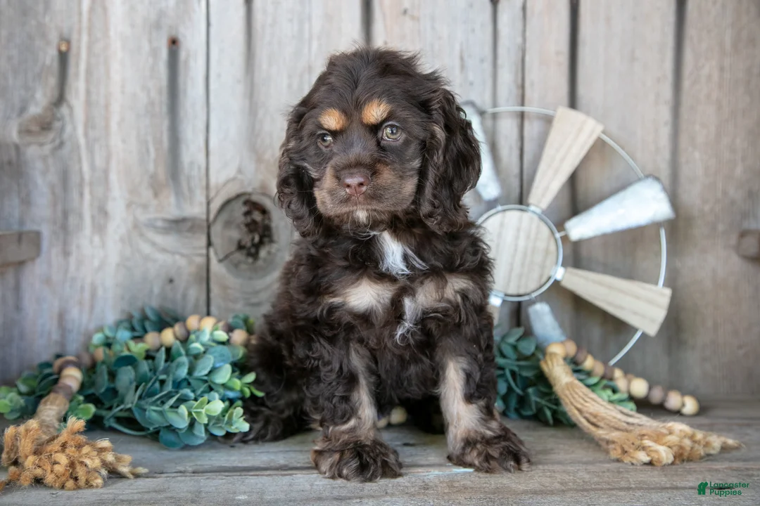Cocker Spaniel dogs for sale: Daisy - Ad 2