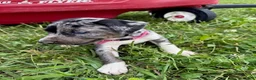 Catahoula Leopard Dog dogs for sale: Pinkie, Female - Ad 5