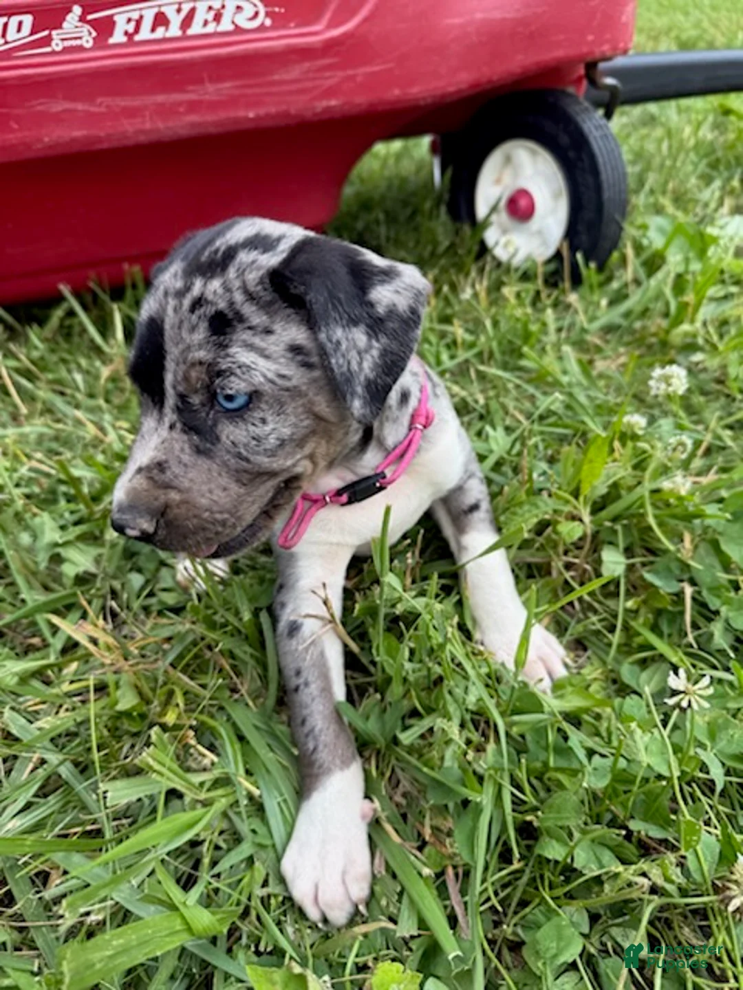 Catahoula Leopard Dog dogs for sale: Pinkie, Female - Ad 5