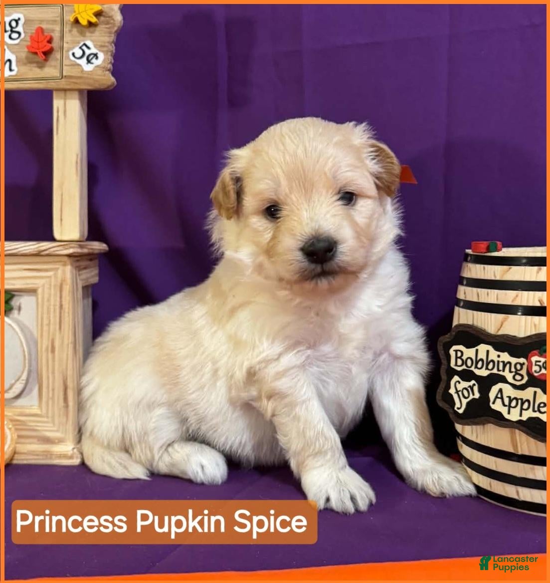 Mixed Breed dogs for sale: Samoyed - Poodle Doodle Sammypoo 5 - Ad 3