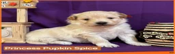 Mixed Breed dogs for sale: Samoyed - Poodle Doodle Sammypoo 5 - Ad 1