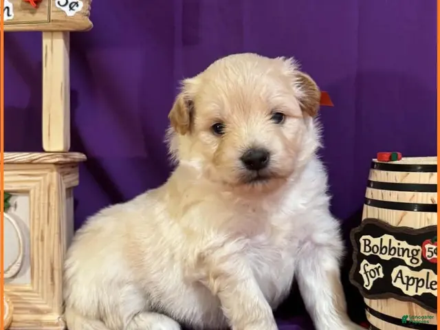 Mixed Breed dogs for sale: Samoyed - Poodle Doodle Sammypoo 5 - Ad 1