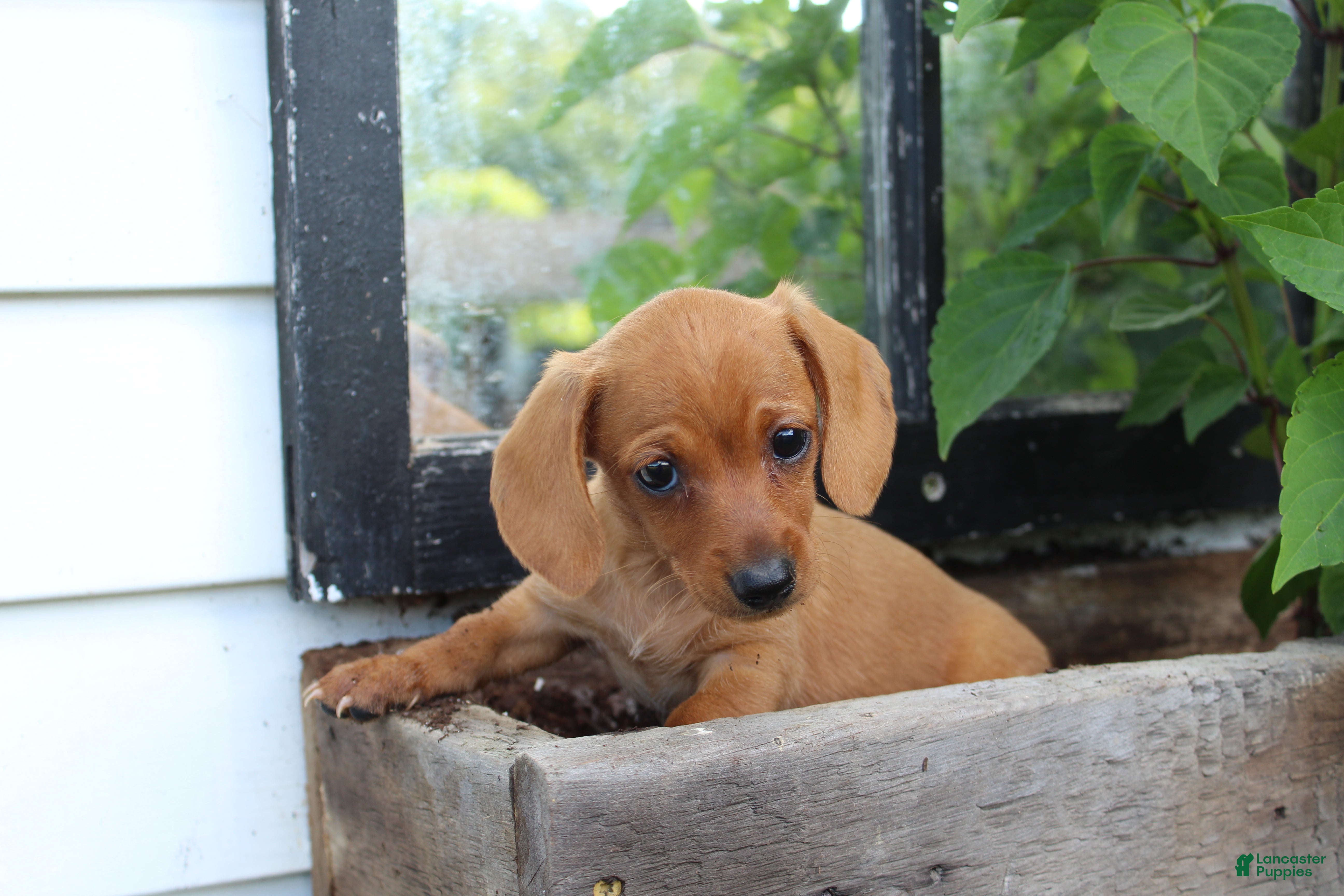 Miniature Dachshund dogs for sale: Miniature Dachshund 6 - Ad 2