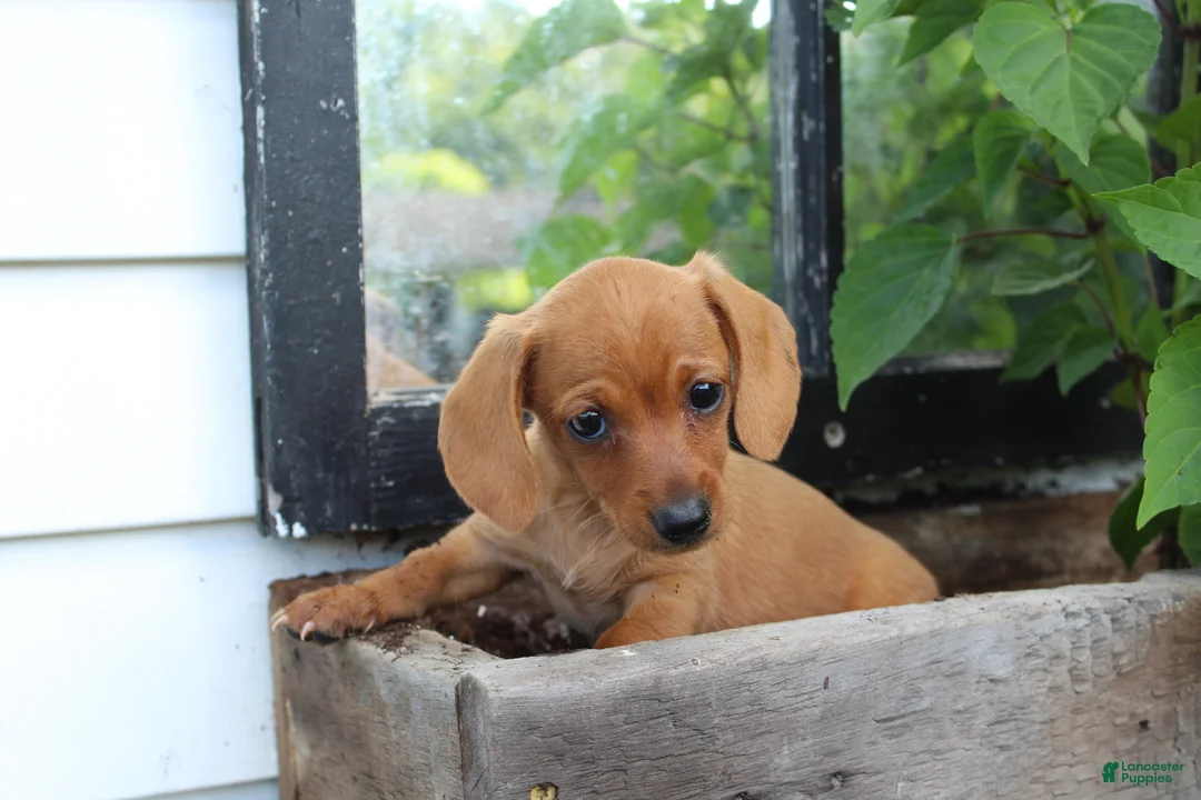 Miniature Dachshund dogs for sale: Miniature Dachshund 6 - Ad 1