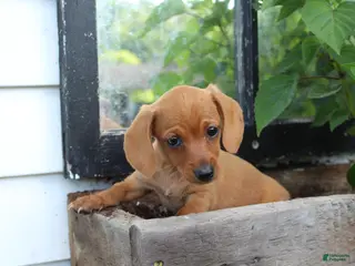 Miniature Dachshund dogs for sale: Miniature Dachshund 6 - Ad 2