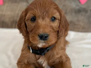 Irish Doodle dogs Jasmine - Ad 33