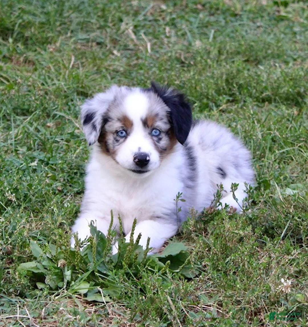 Miniature Australian Shepherd dogs for sale: Onyx - Ad 3