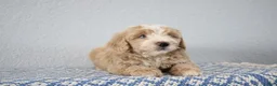Mini Goldendoodle dogs for sale: Victor - Ad 8