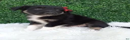 Australian Shepherd dogs for sale: Jace - Ad 3