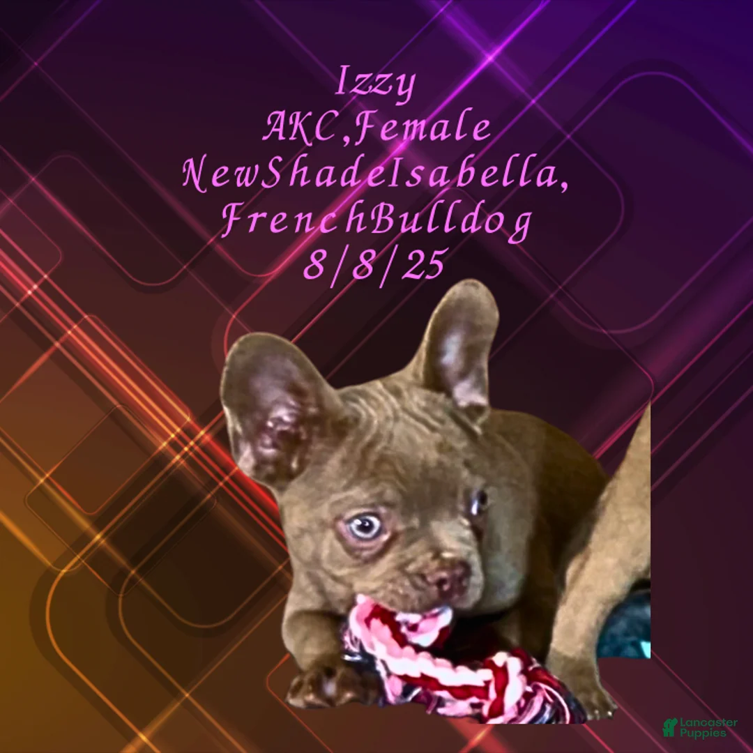 French Bulldog dogs for sale:  “Izzy the Queen: Hazel-Eyed Beauty with Boss Energy & Breeding Potential” - Ad 11