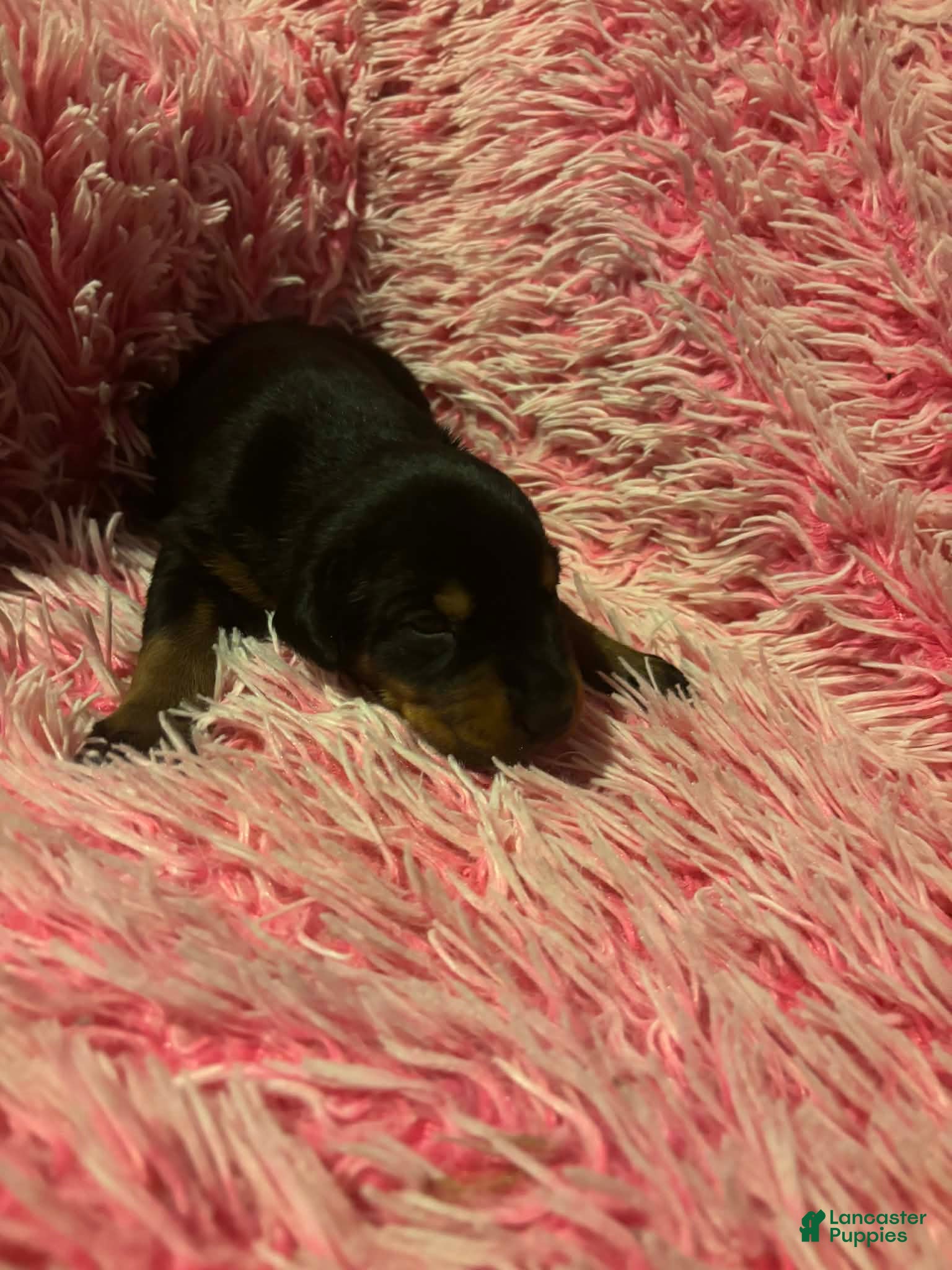 Doberman Pinscher dogs Female with ear crop - Ad 22