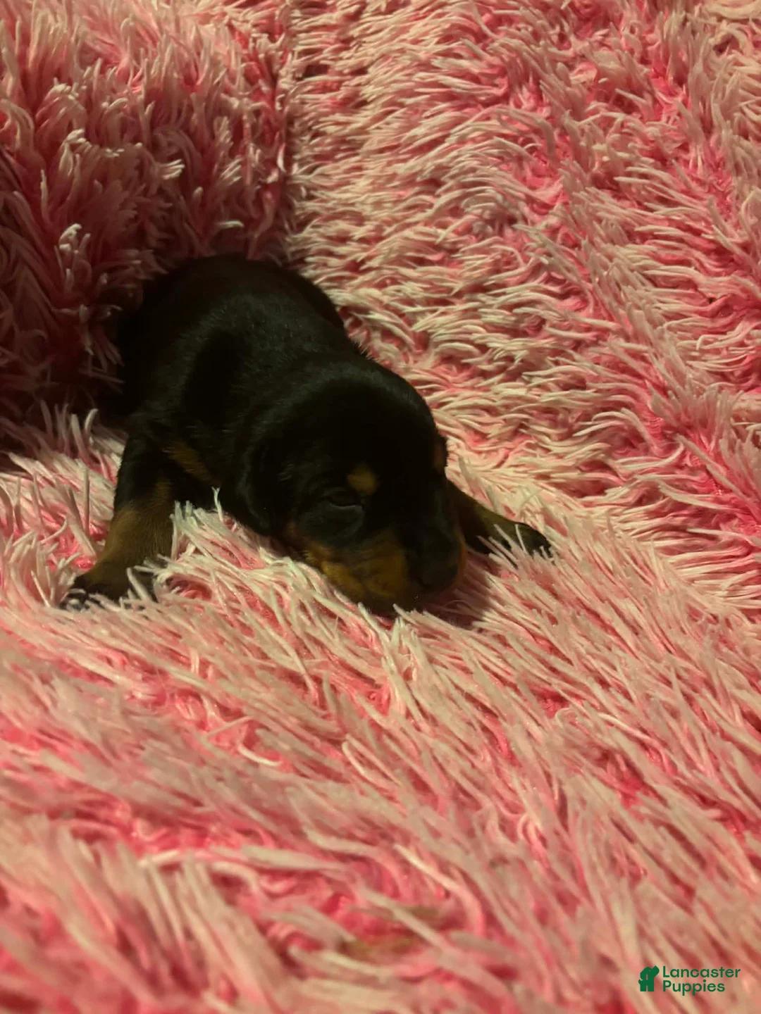 Doberman Pinscher dogs for sale: Female with ear crop - Ad 1