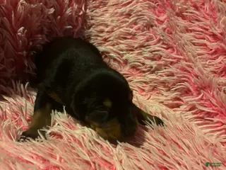 Doberman Pinscher dogs Female with ear crop - Ad 22