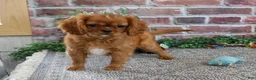 Cavalier King Charles Spaniel dogs for sale: Digger - Ad 5