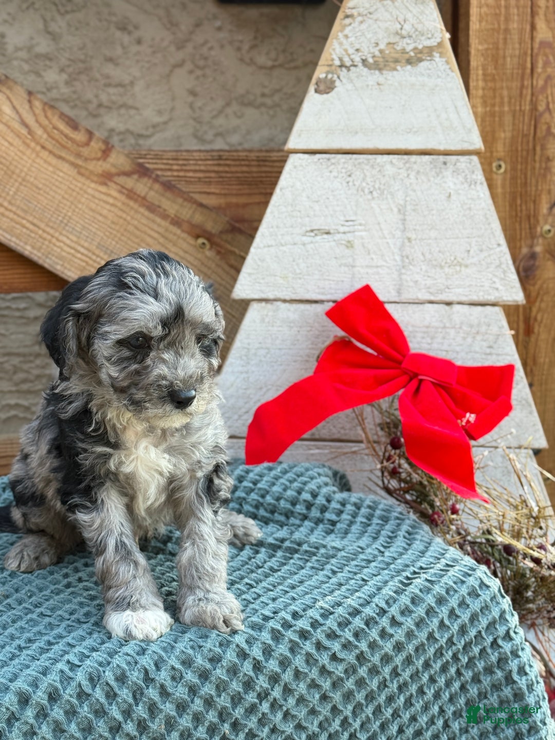 Bichpoo dogs for sale: Alvin - Ad 8