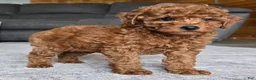 Miniature Poodle dogs for sale: Chloe - Ad 2