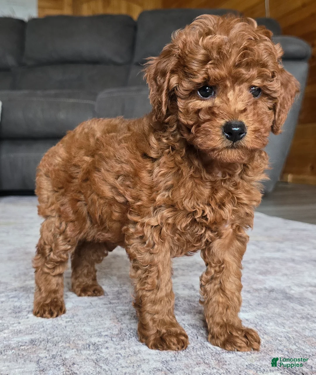 Miniature Poodle dogs for sale: Chloe - Ad 2
