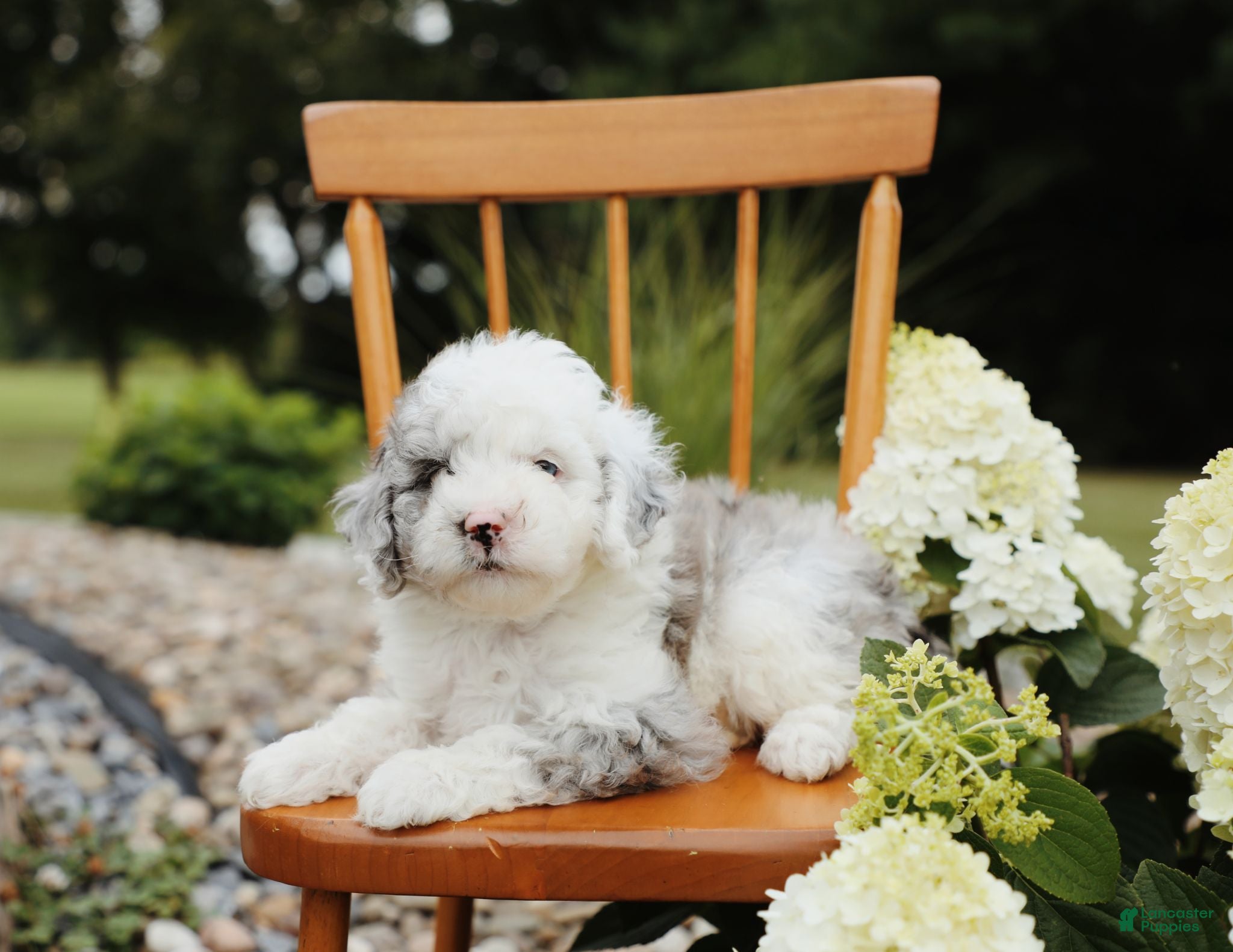 Mini Aussiedoodle dogs Sky - Ad 2
