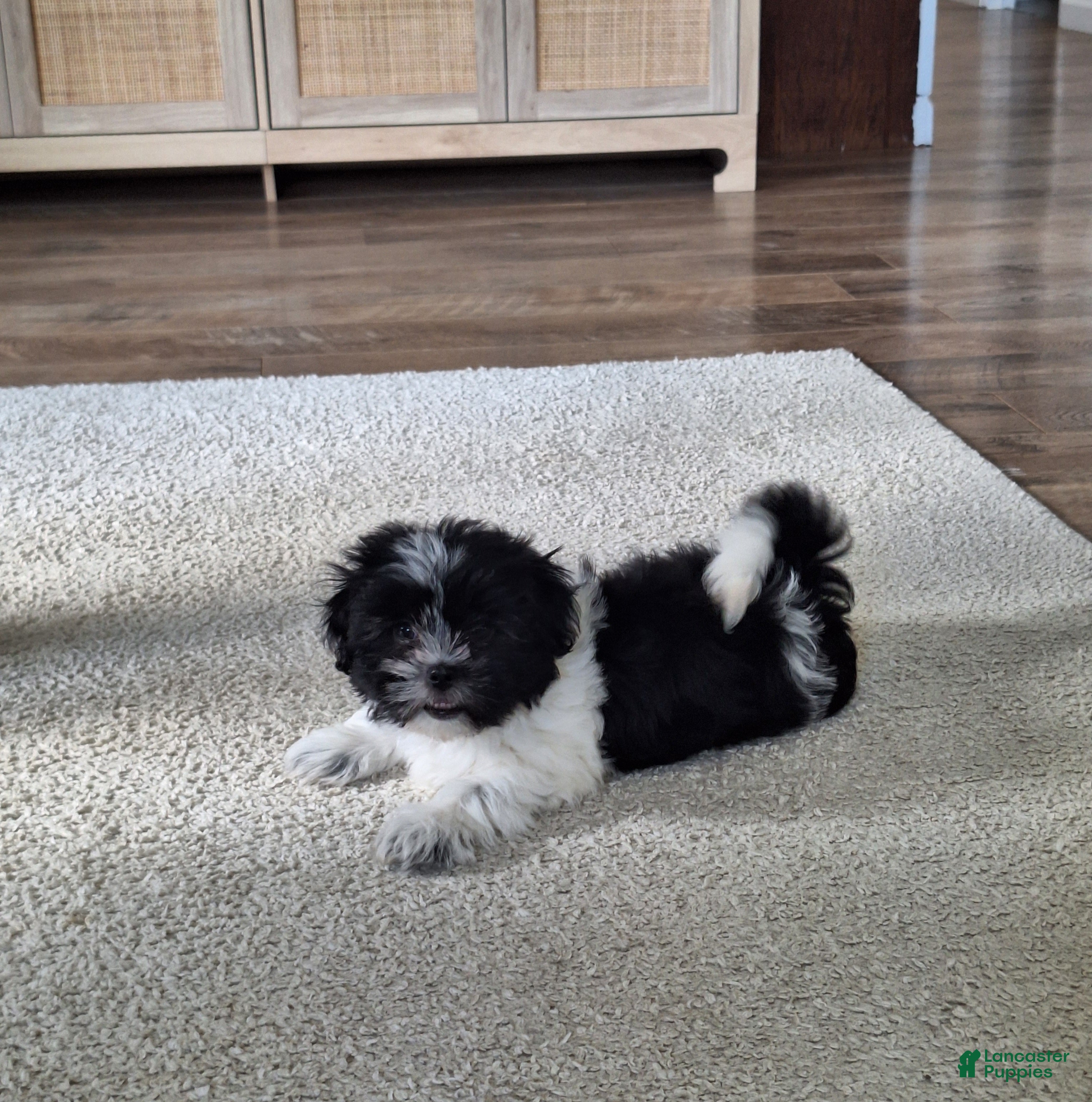 Shih Tzu dogs Daisy  - Ad 2
