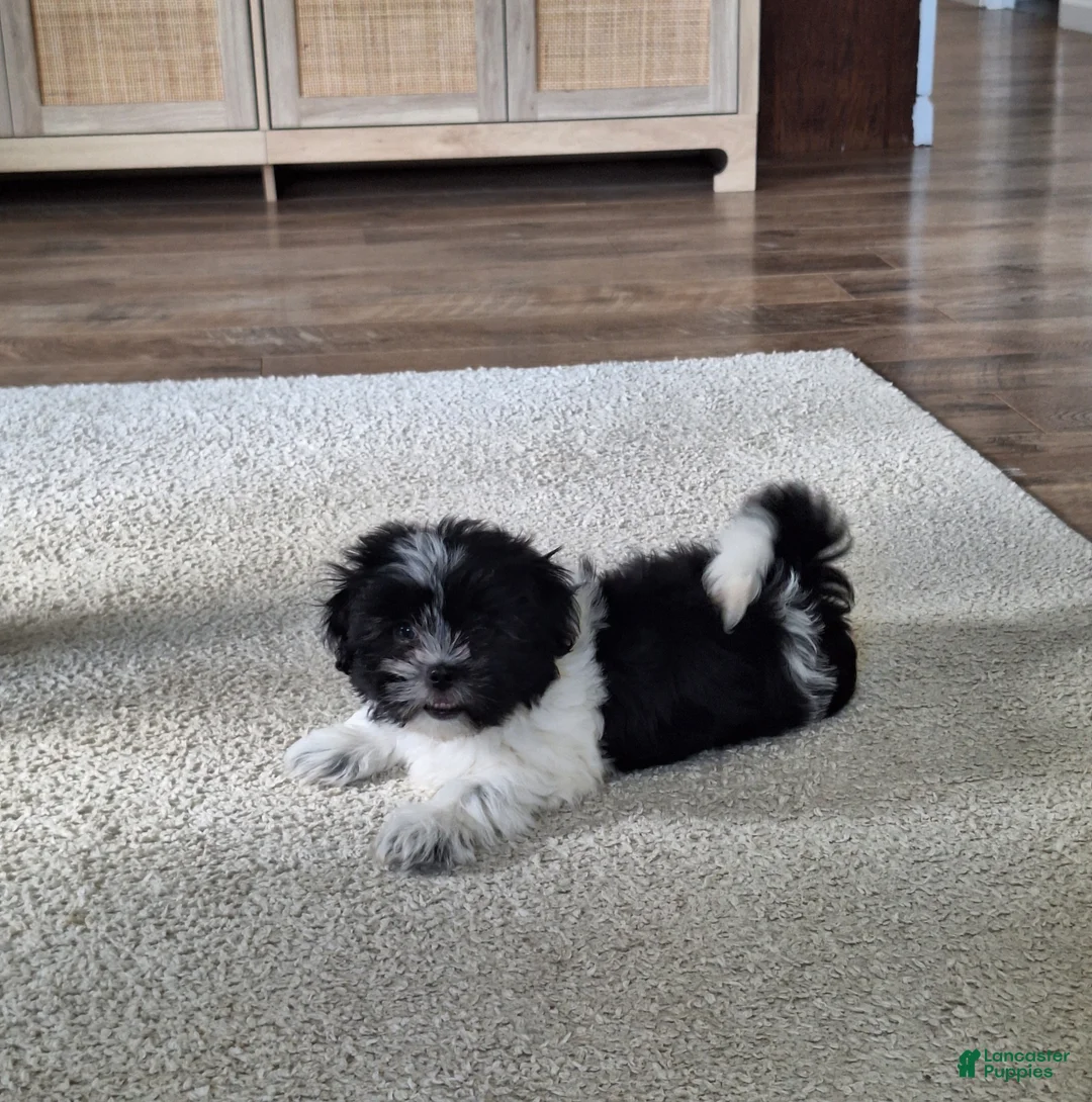 Shih Tzu dogs for sale: Daisy  - Ad 2